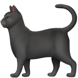 काली बिल्ली